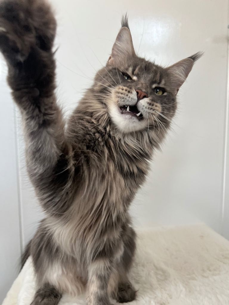 Maine Coon female lovely XXL Russian line big 
