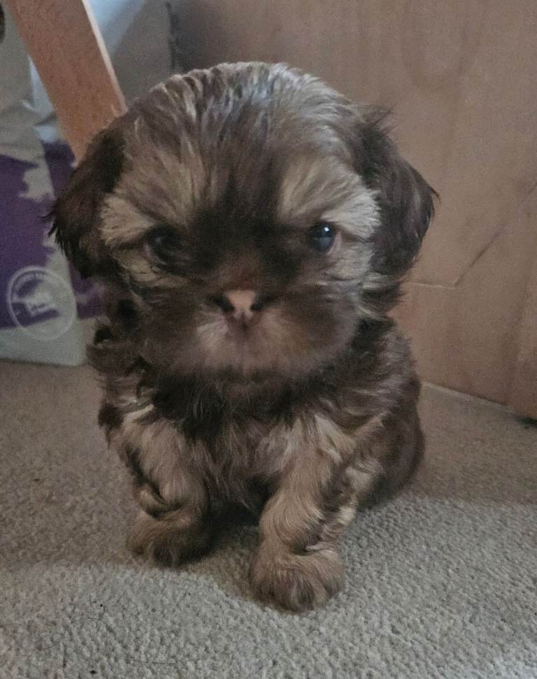 Imperial Shih tzu- Two Beautiful girls left ❤️ 