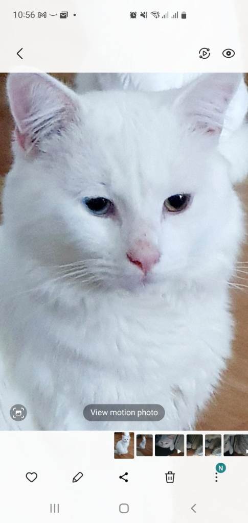 Turkish angora male cat pure white 