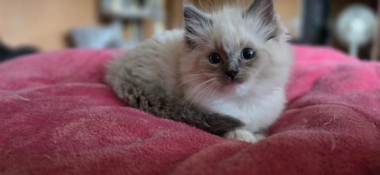 *Last one* Beautiful Blue Point ragdoll kitten
