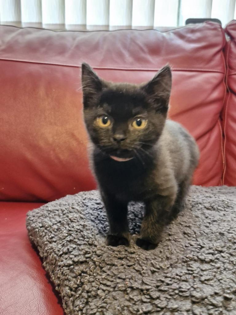 British shorthair Kittens for Sale 2 boys 1 girl