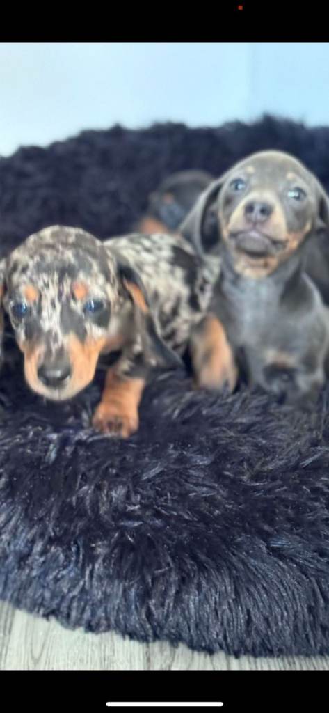 Miniature dachshunds 
