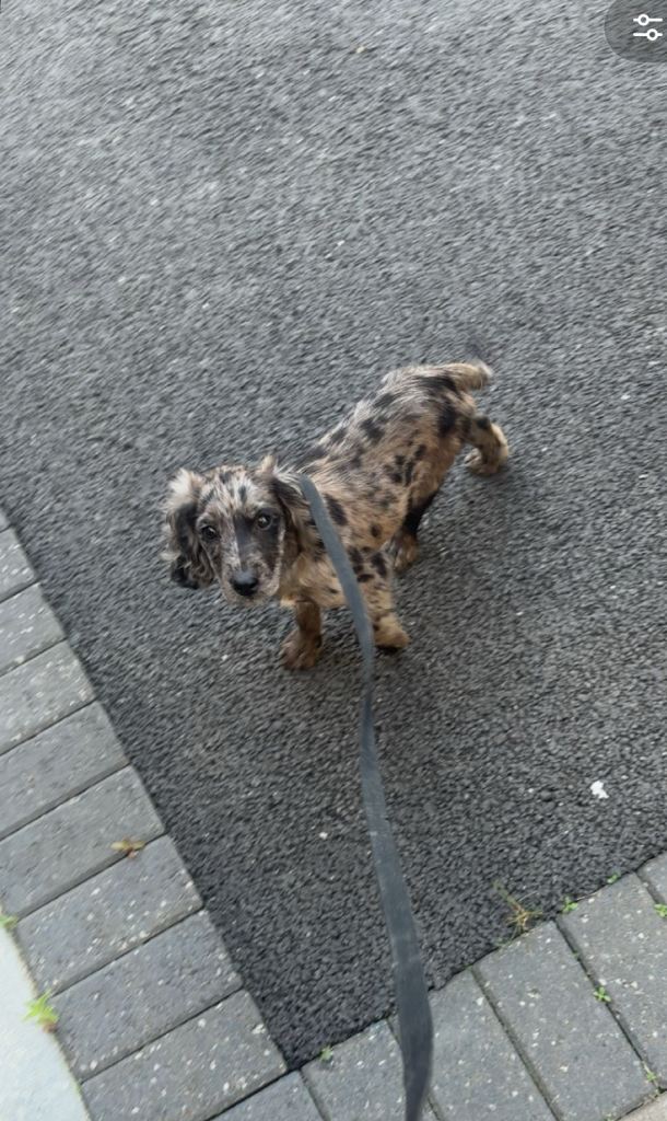 cocker spaniel puppy