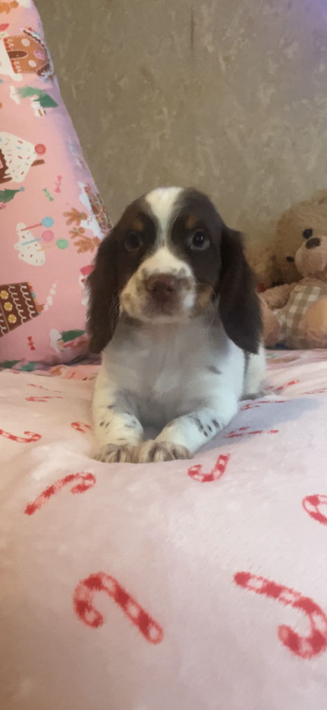 Cocker spaniel puppies