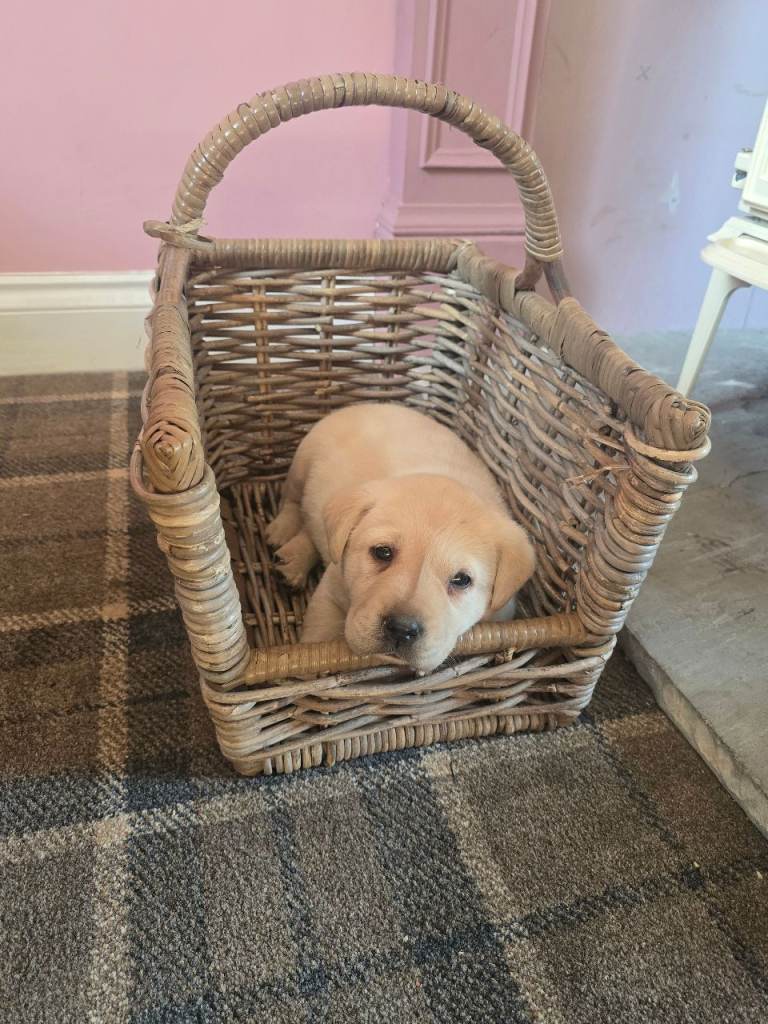 Kc registered labrador retriever