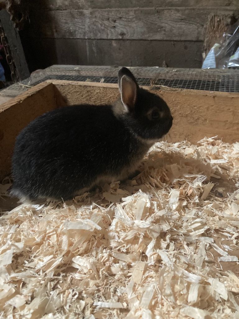 Nethland Dwarf Rabbits 