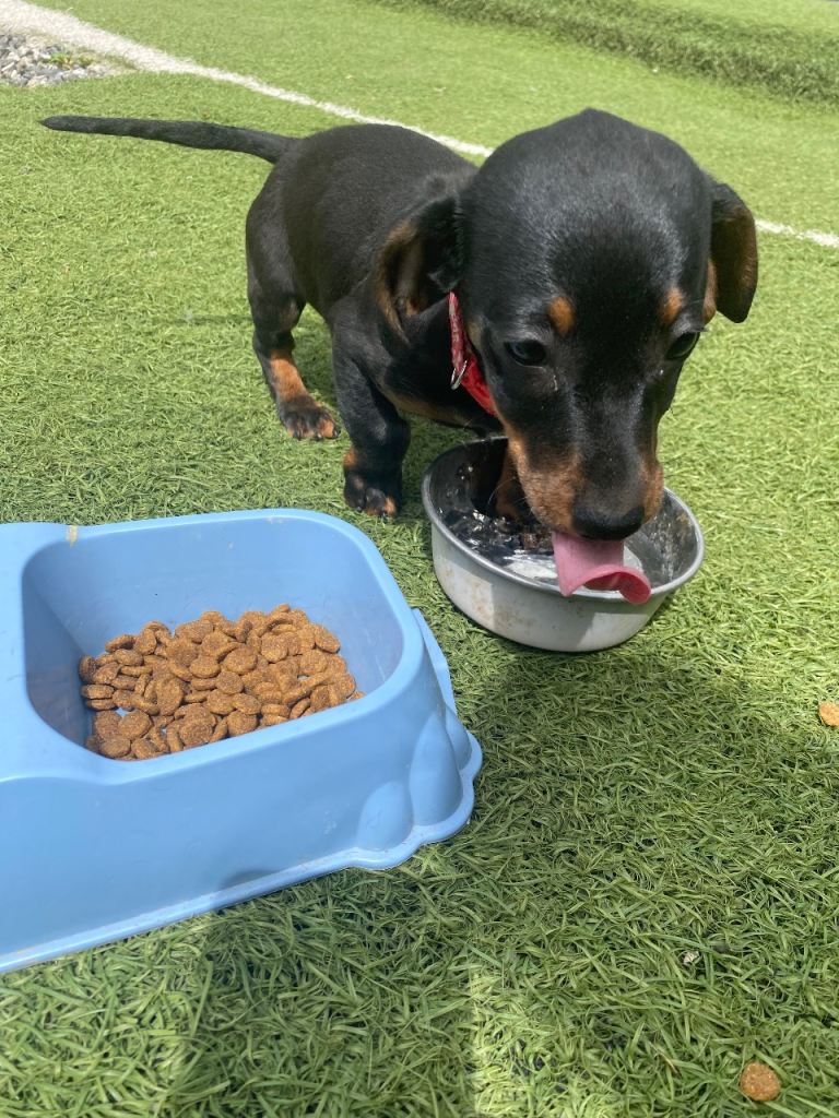 Last little girl  looking for her Forever Home 
