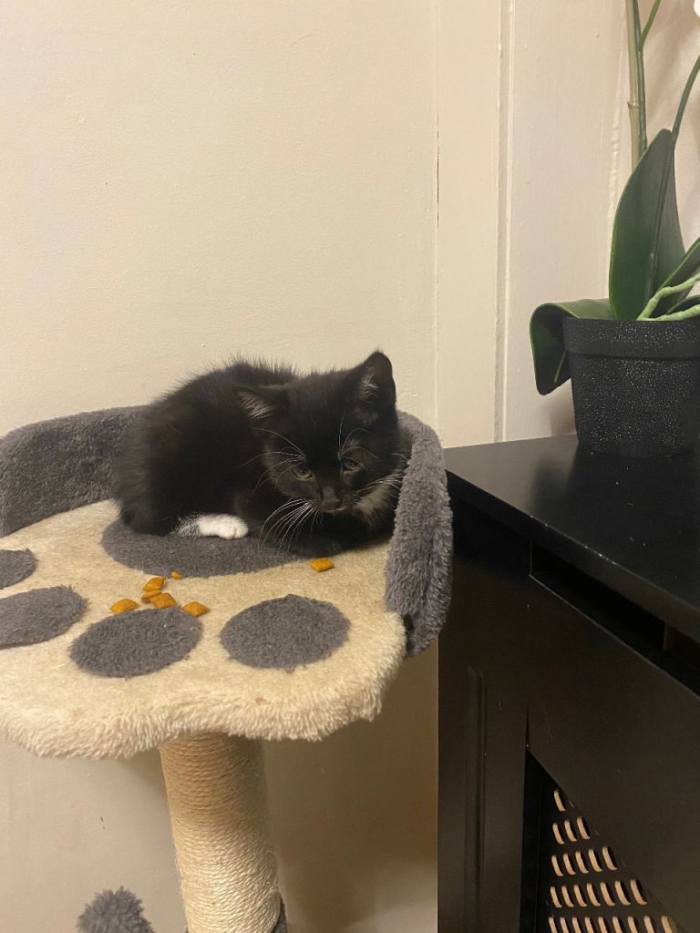 Playful and loving kittens 