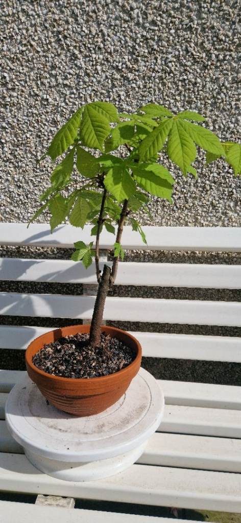 Starter bonsai, horse chestnut tree in terracotta pot