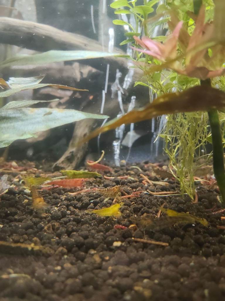Neocaridina Cherry Shrimp for sale