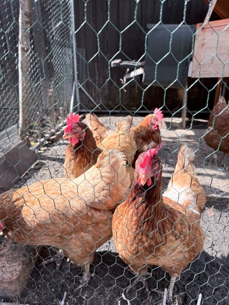 Complete Chicken Setup: 6 Laying Hens, FREE 1 Rooster