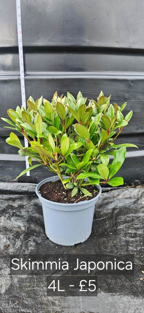 Skimmia Japonica (Japanese skimmia) evergreen shrub 