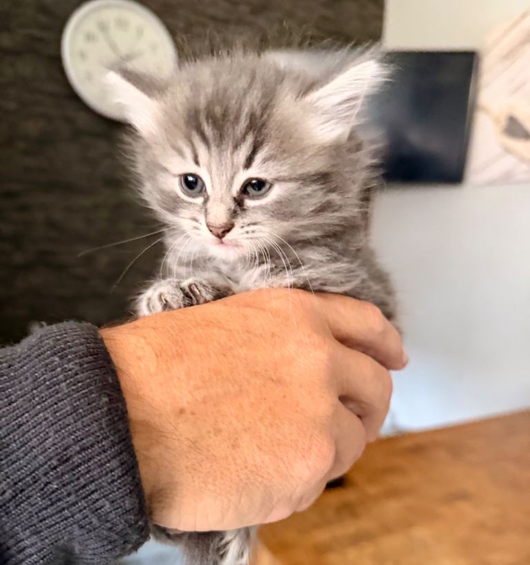 Ragdoll cross kittens 