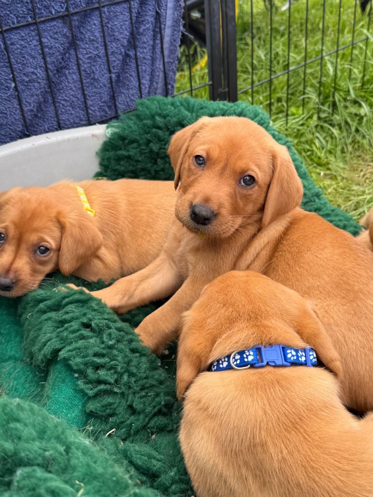 Health Testes Labrador Puppies 