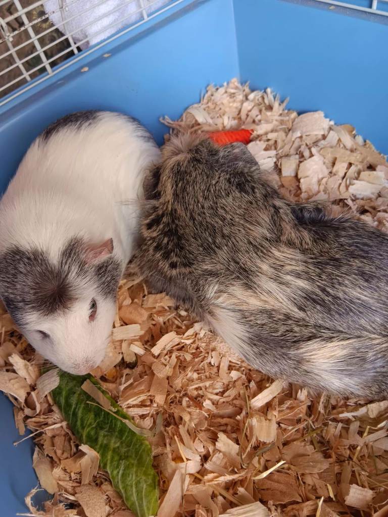 Two Adorable Guinea Pigs Looking for a New Home