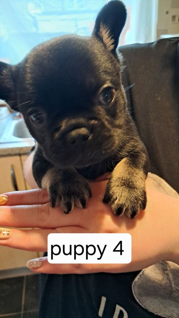 French bulldogs puppies 