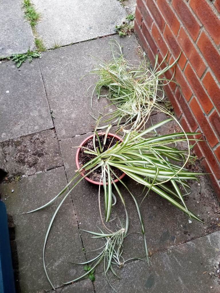 Large spider plant for sale