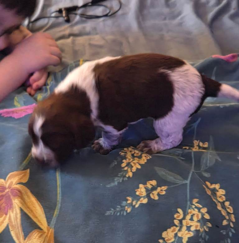 7 lovely cocker spaniels