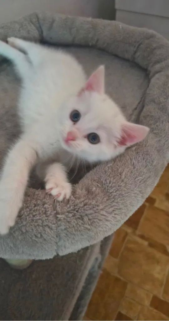 Beautiful  kittens