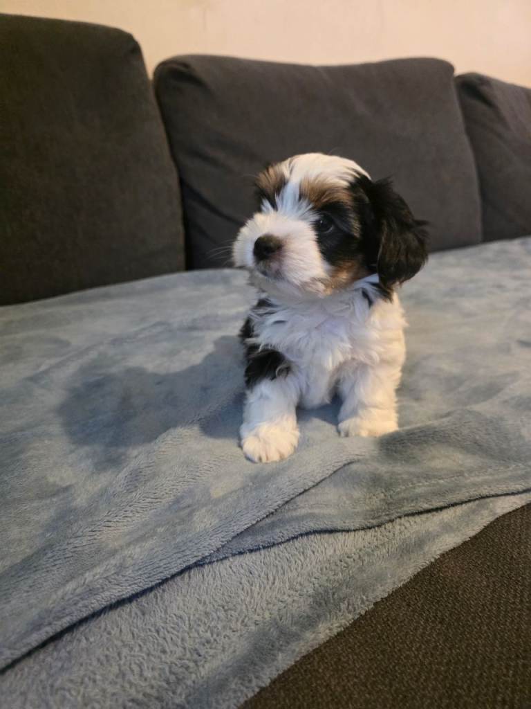 Yorkterrier Bewier puppies