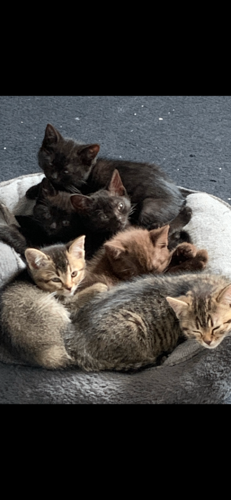 2 black kittens looking for their new home