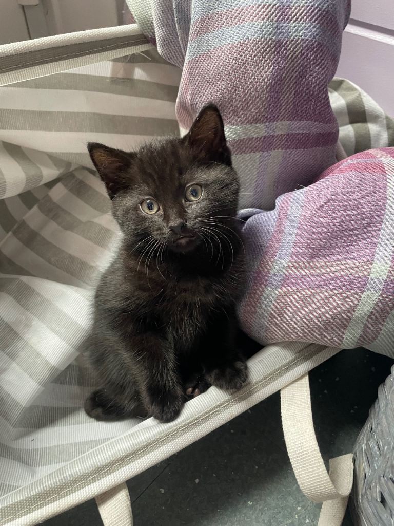 Kittens 