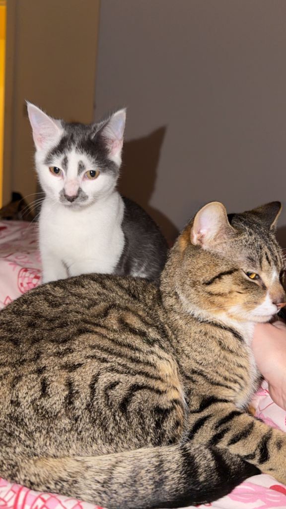 2 male cats needing rehoming