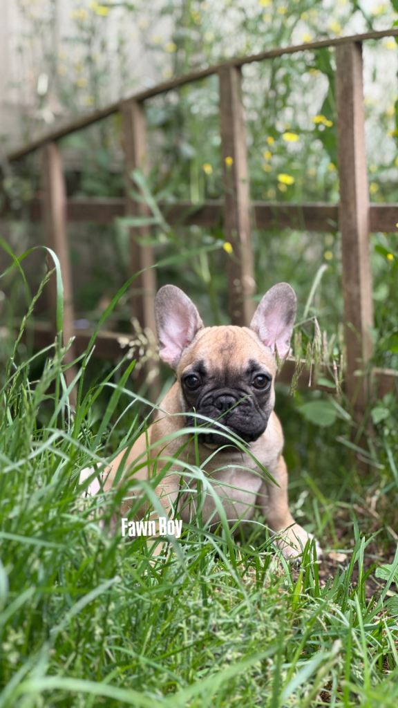 KC French Bulldog Puppies Lilac, Black Tan, Fawn reduced price for weekend
