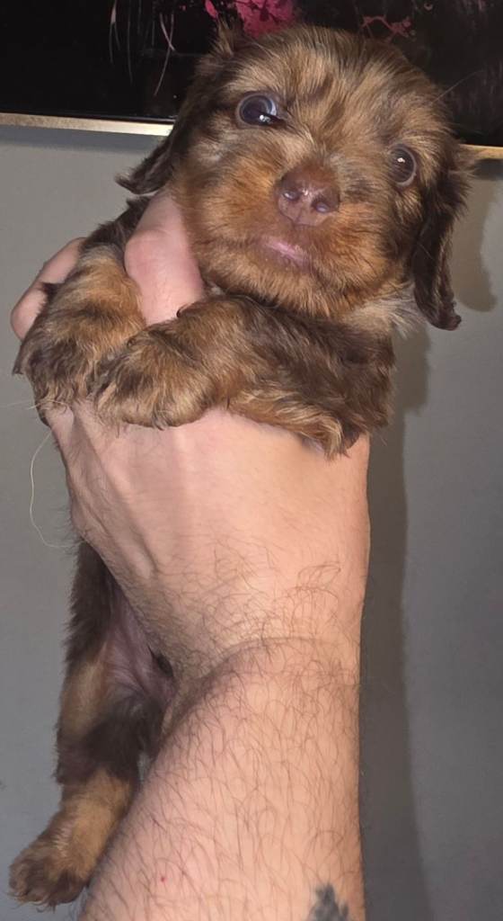 Wired Haired Dachshund x Long Haired Dachshund