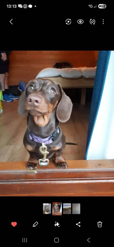 4 year old mini female sausage dog