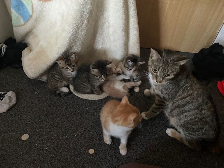 Kittens for sale 
