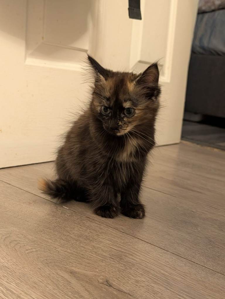 Ragdoll cross kittens 
