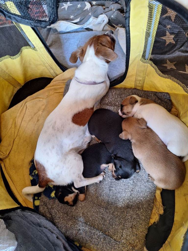 Jackchi puppies for sale