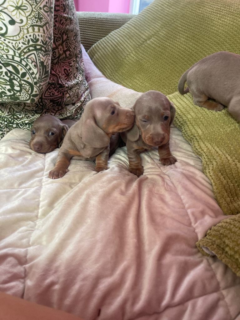 Pedigree miniature dachshunds