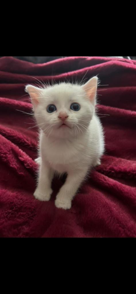 🐾 RESERVED 1x Gorgeous White Kitten