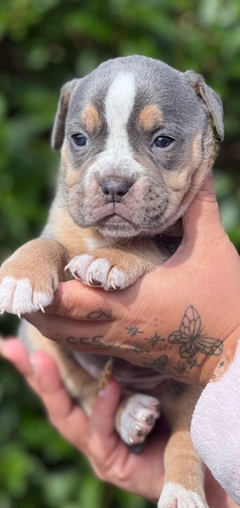 Old English Bulldog Pups 