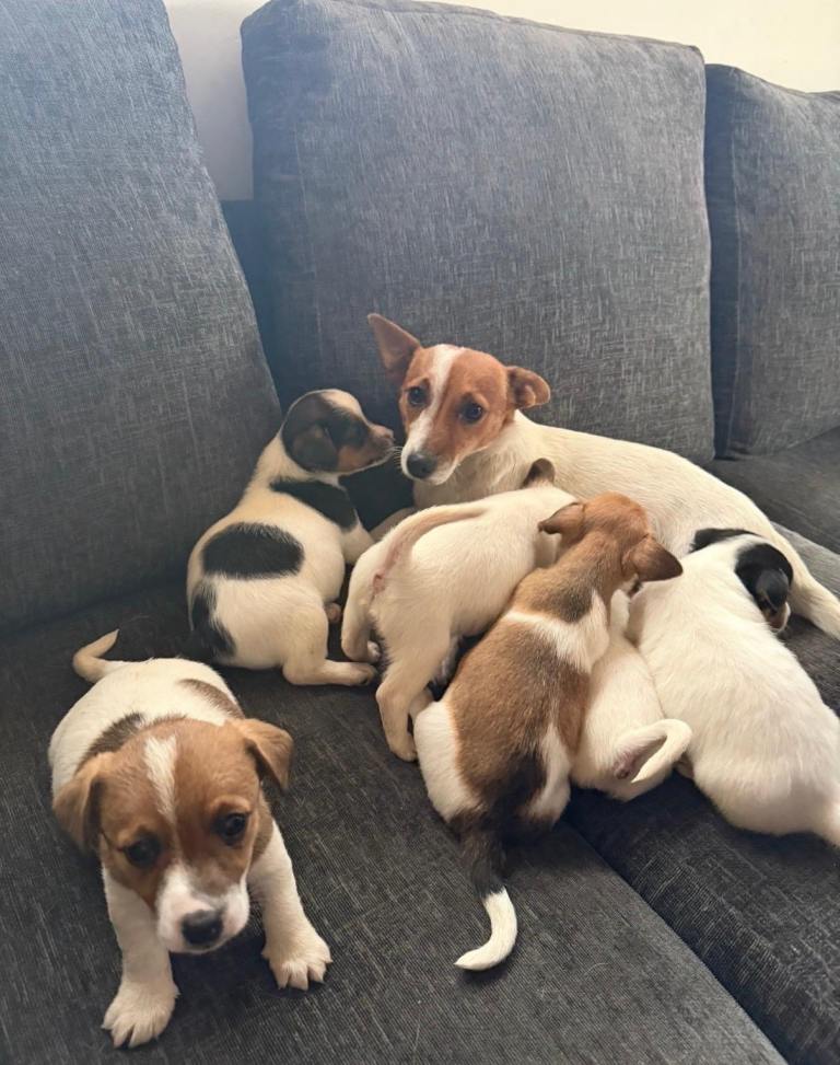 Traditional Jack Russell puppies ready now 