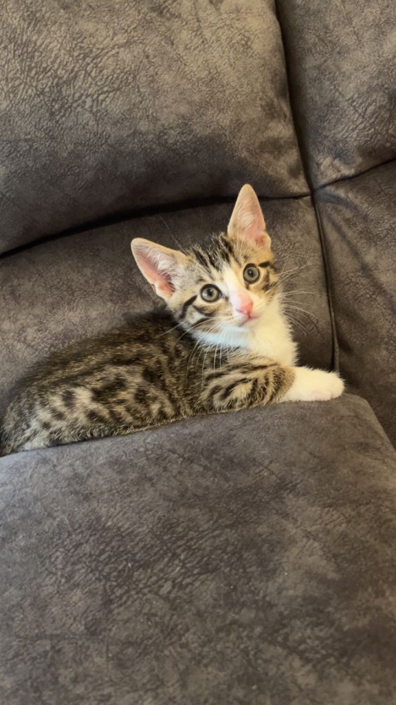 8 week old kittens ready for new home male kittens
