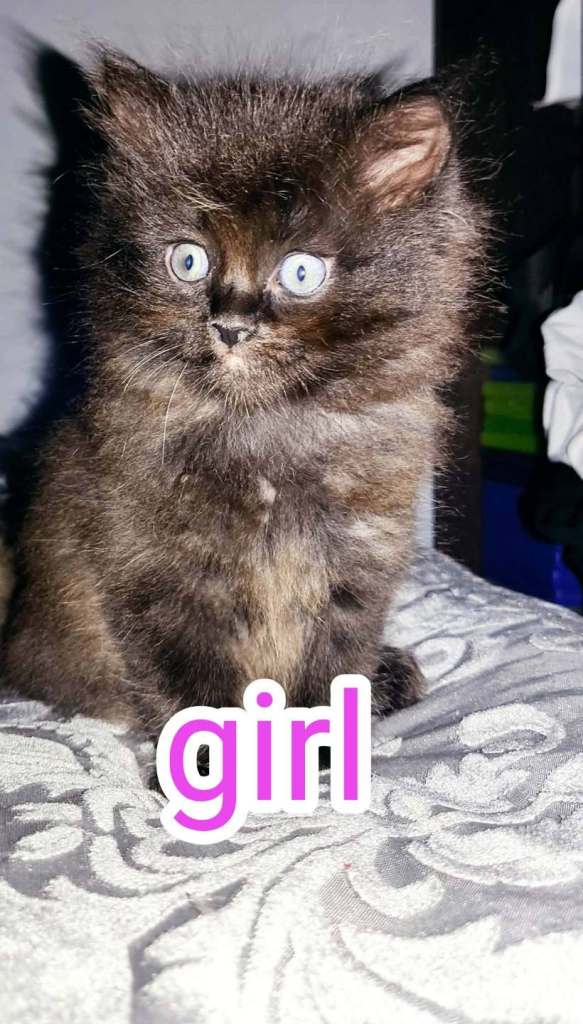 adorable kittens