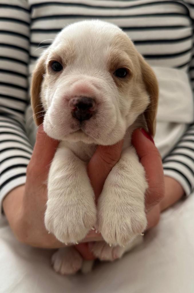 K c reg Charter-wood /davicard beagles  