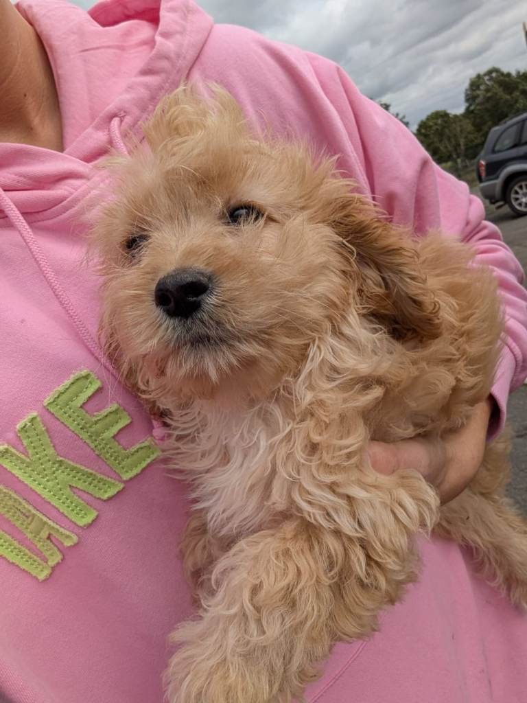 Cokapoo puppies 