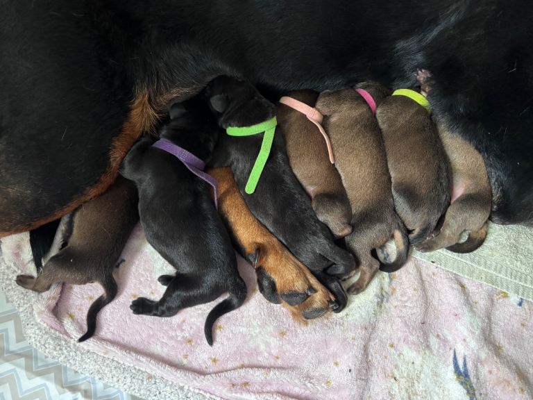 Great Rottie (Dane Weiler) Puppies