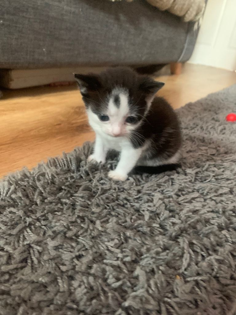 Black and White Female Kitten