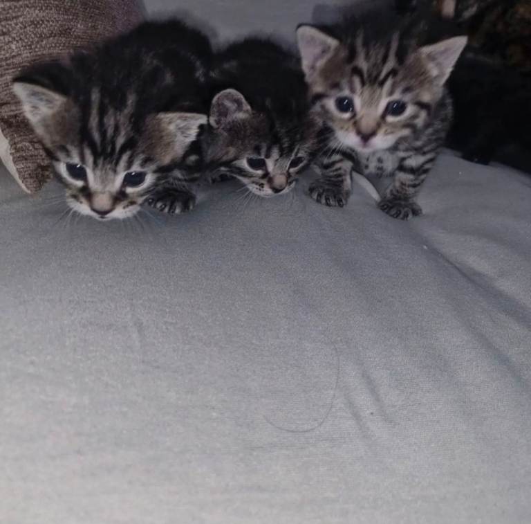 4 kittens 