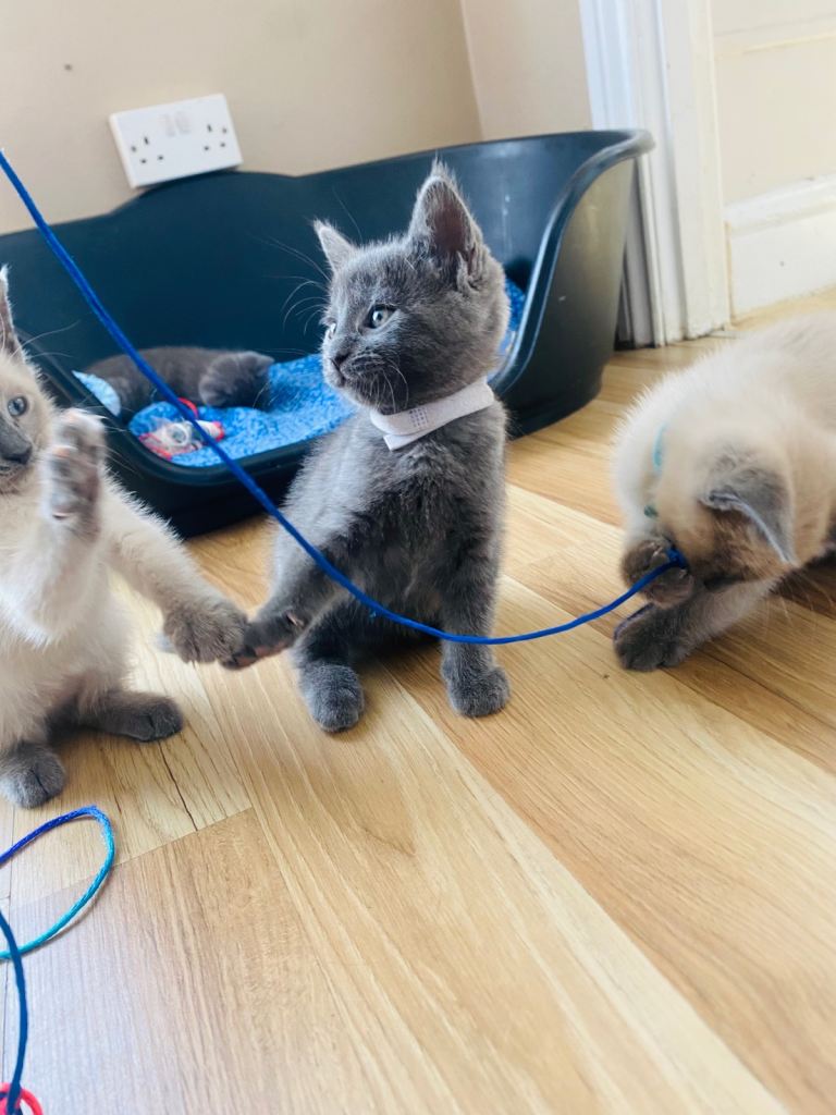 2 left beautifilul kittens ❤️ Ready Now :) looking forever homes 💕