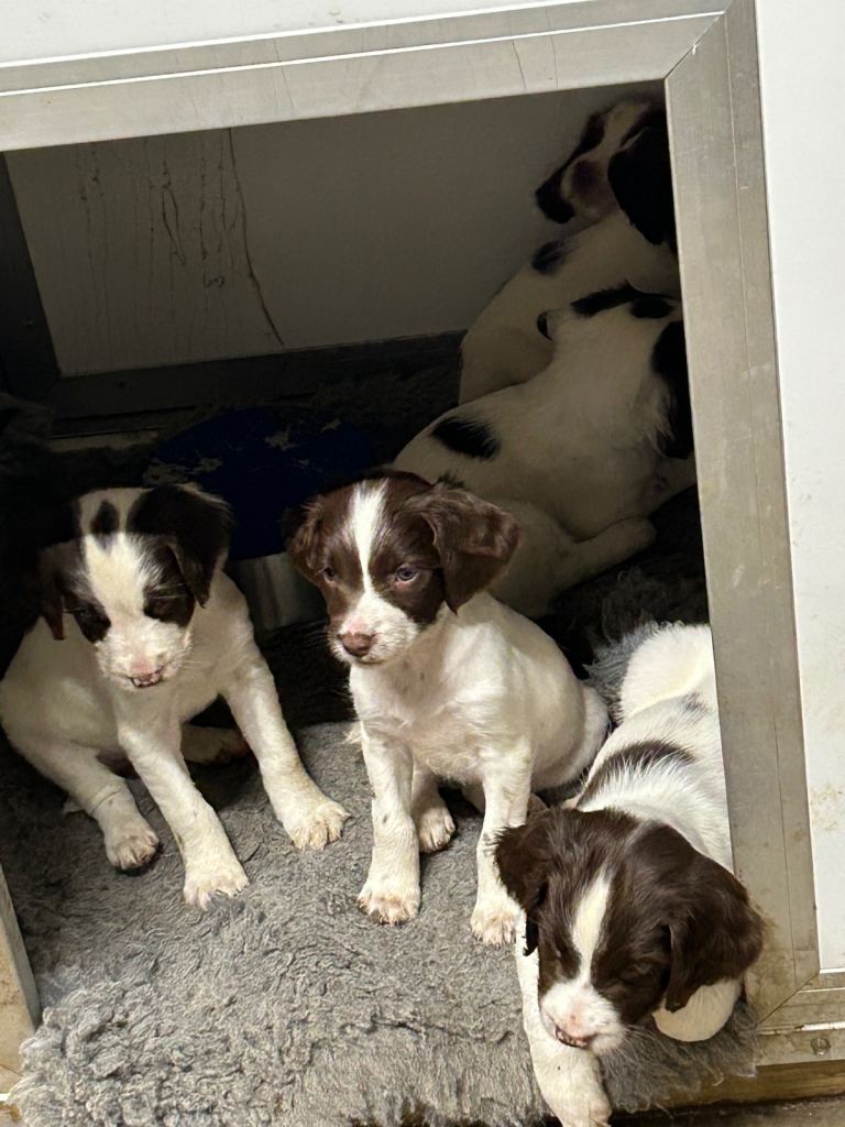 English springer spaniels 
