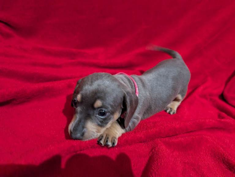 Miniature dashunds blue tan