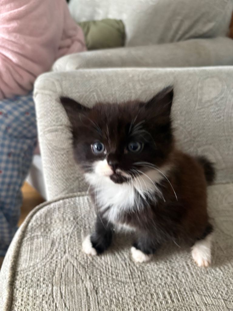 Cutest kittens ready for a loving home!