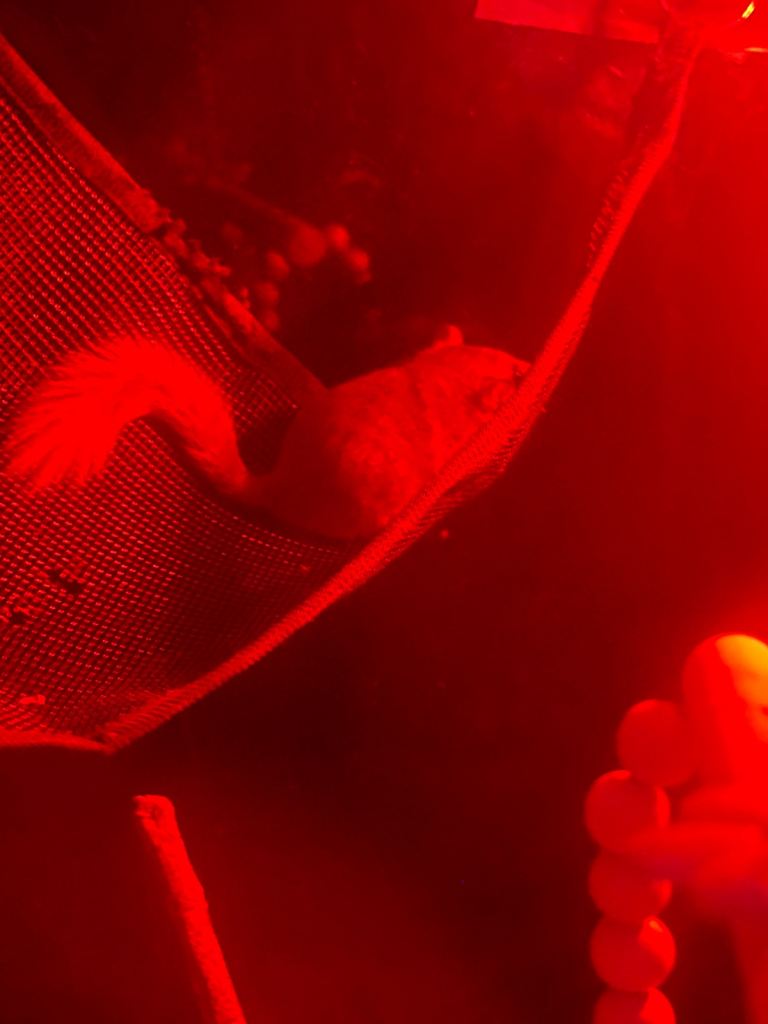 African Pygmy Dormice