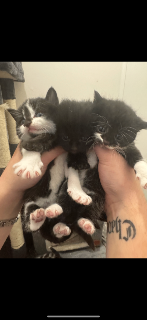 Kittens (ready 01/06/2026)